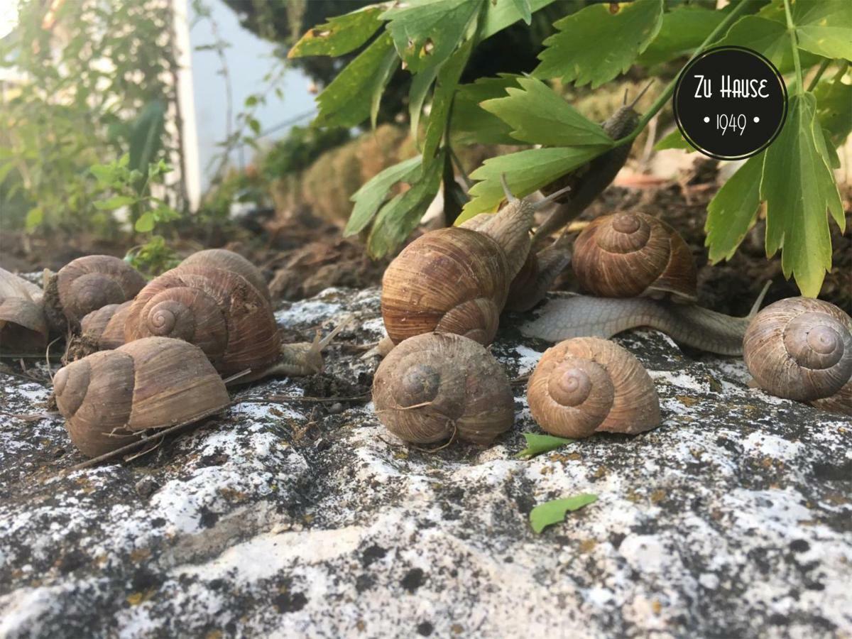 ホテル Zu Hause 1949 マルクドルフ エクステリア 写真